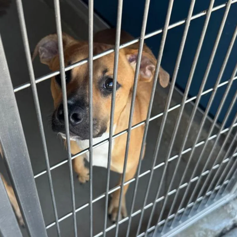 An adult medium-sized female American Staffordshire Terrier dog named Sabrina for adoption in Kingman, AZ
