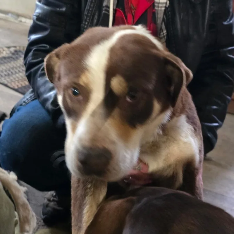 An adult large-sized female Mixed Breed dog named Lady Dog for adoption in Klamath Falls, OR