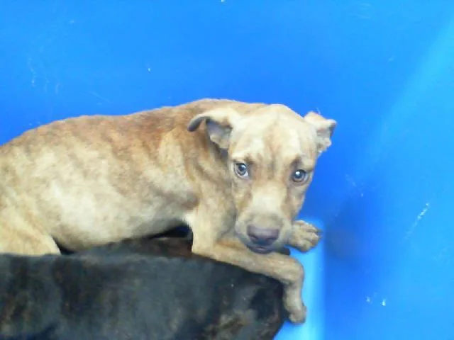 A young medium-sized female Mixed Breed dog named Moon for adoption in Dallas, TX