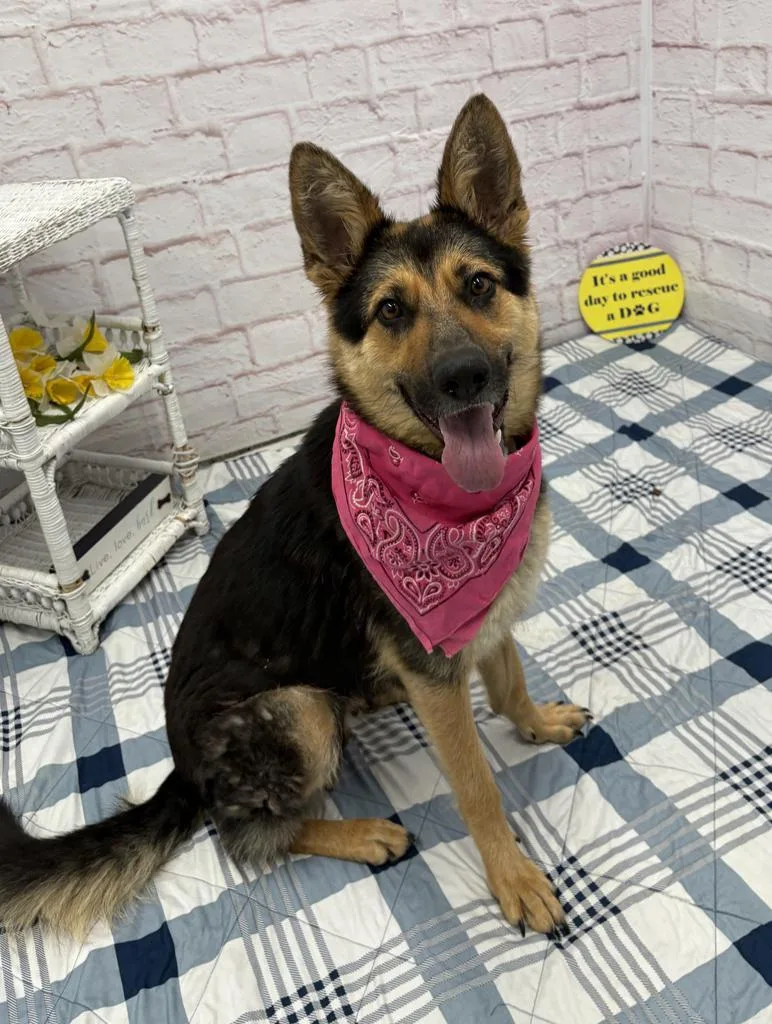 A young medium-sized female Mixed Breed dog named Zopf for adoption in Detroit, MI