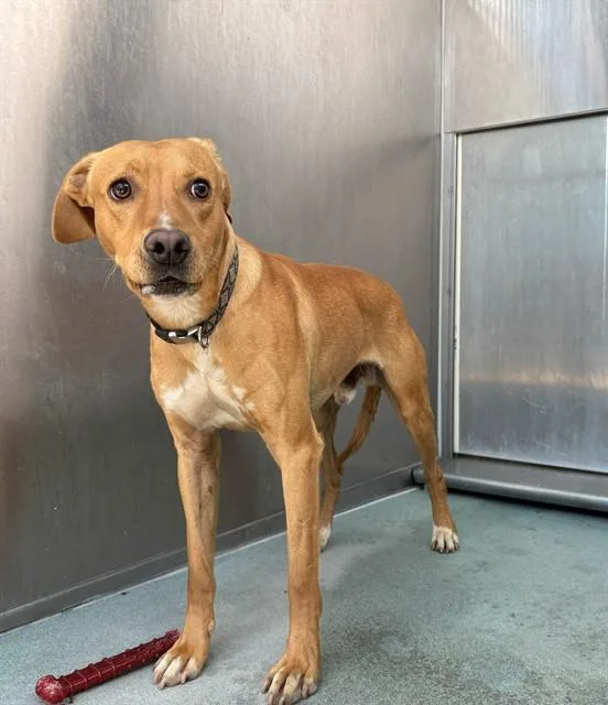 A young medium-sized male Vizsla dog named Quincy for adoption in Baldwin Park, CA