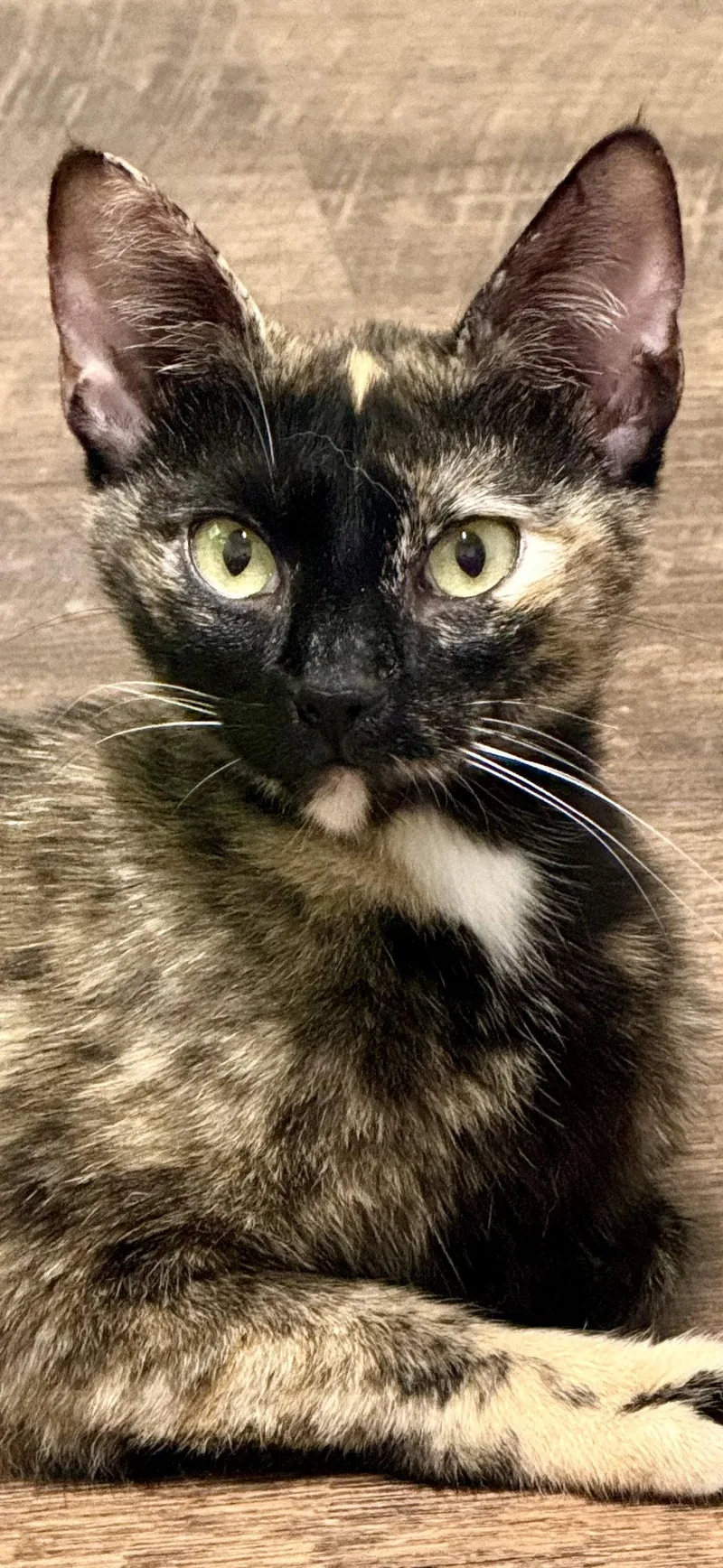 Pip