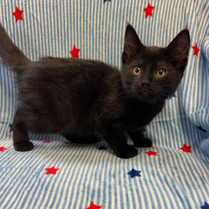 A baby small-sized male Black Domestic Short Hair cat named Joker for adoption in Kittanning, PA