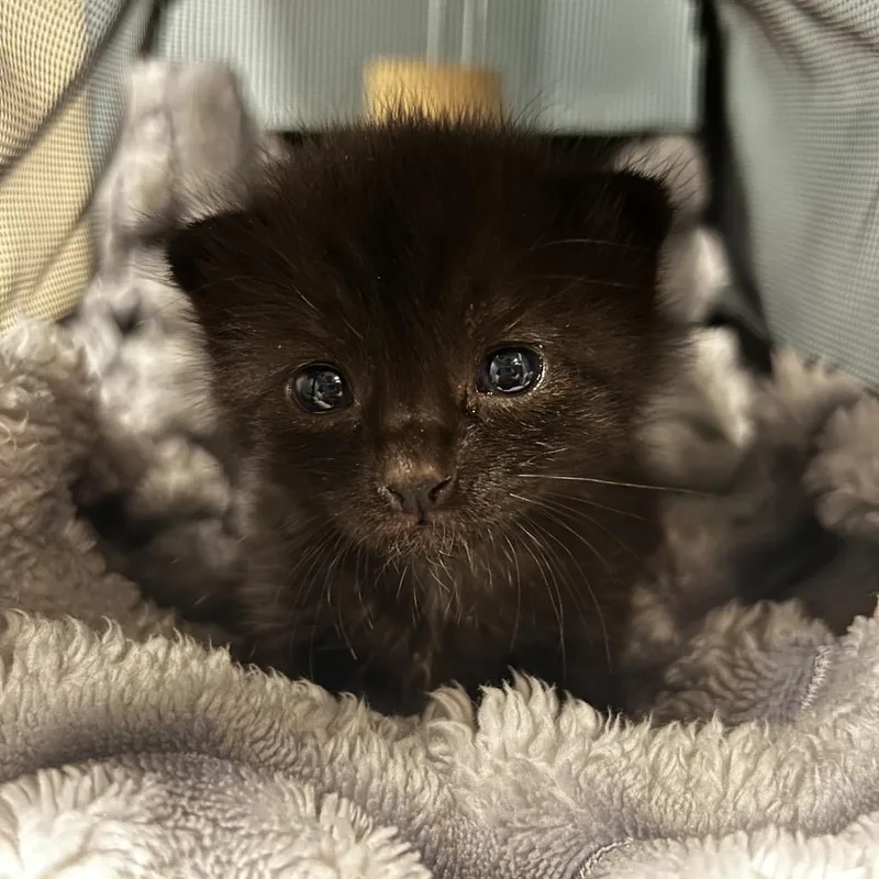 A baby small-sized female Black Domestic Short Hair cat named Shadow for adoption in Chattanooga, TN