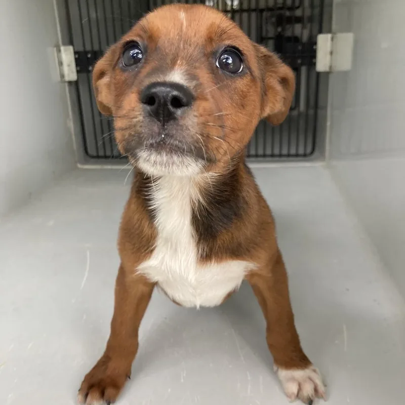 A baby small-sized female Black Labrador Retriever dog named Bacstray for adoption in Beaumont, TX