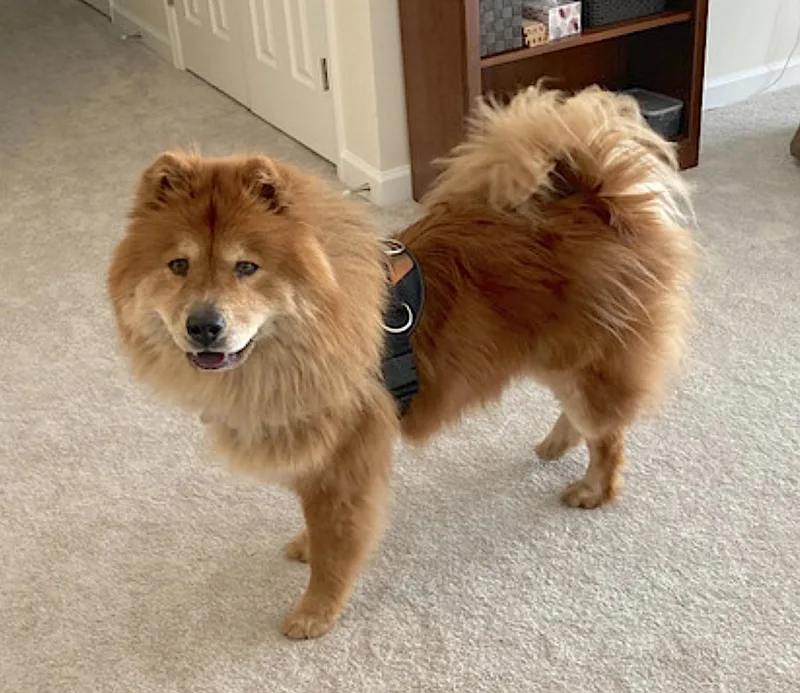 An adult medium-sized female Golden Chow Chow dog named Muffy for adoption in Amherst, MA
