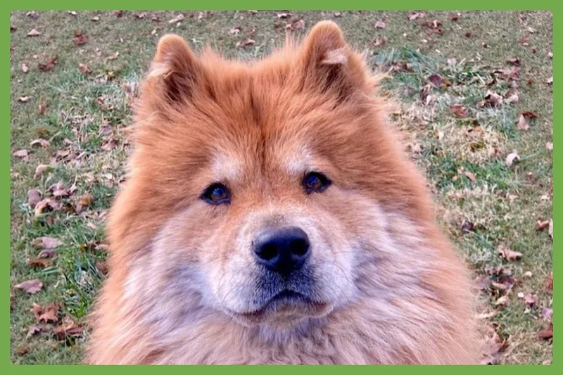 Muffy thumbnail 4