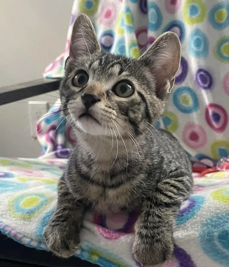 A baby small-sized male Tabby (Brown / Chocolate) Domestic Short Hair cat named Grimace for adoption in Clarksville, TN