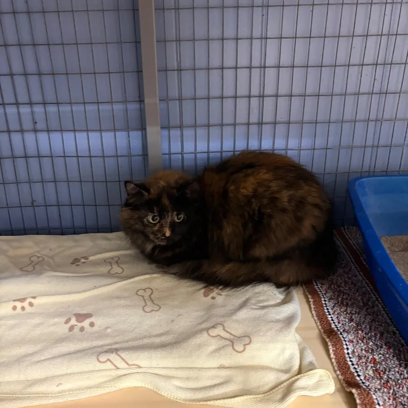 An adult medium-sized female Tortoiseshell American Shorthair cat named Fluffy for adoption in Tipton, IA