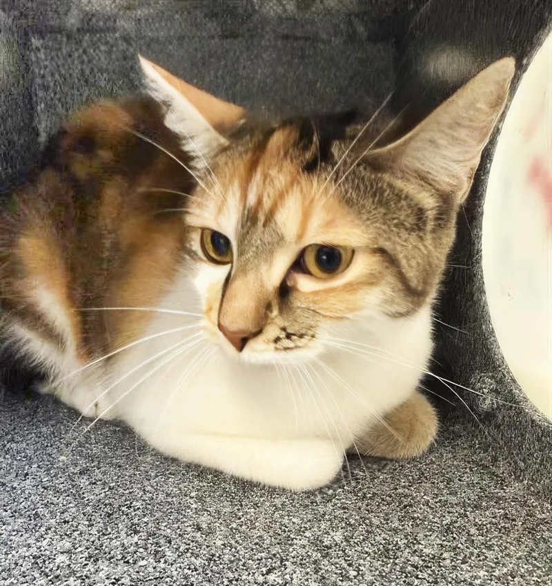 An adult medium-sized male Calico Domestic Short Hair cat named A for adoption in Nashville, TN