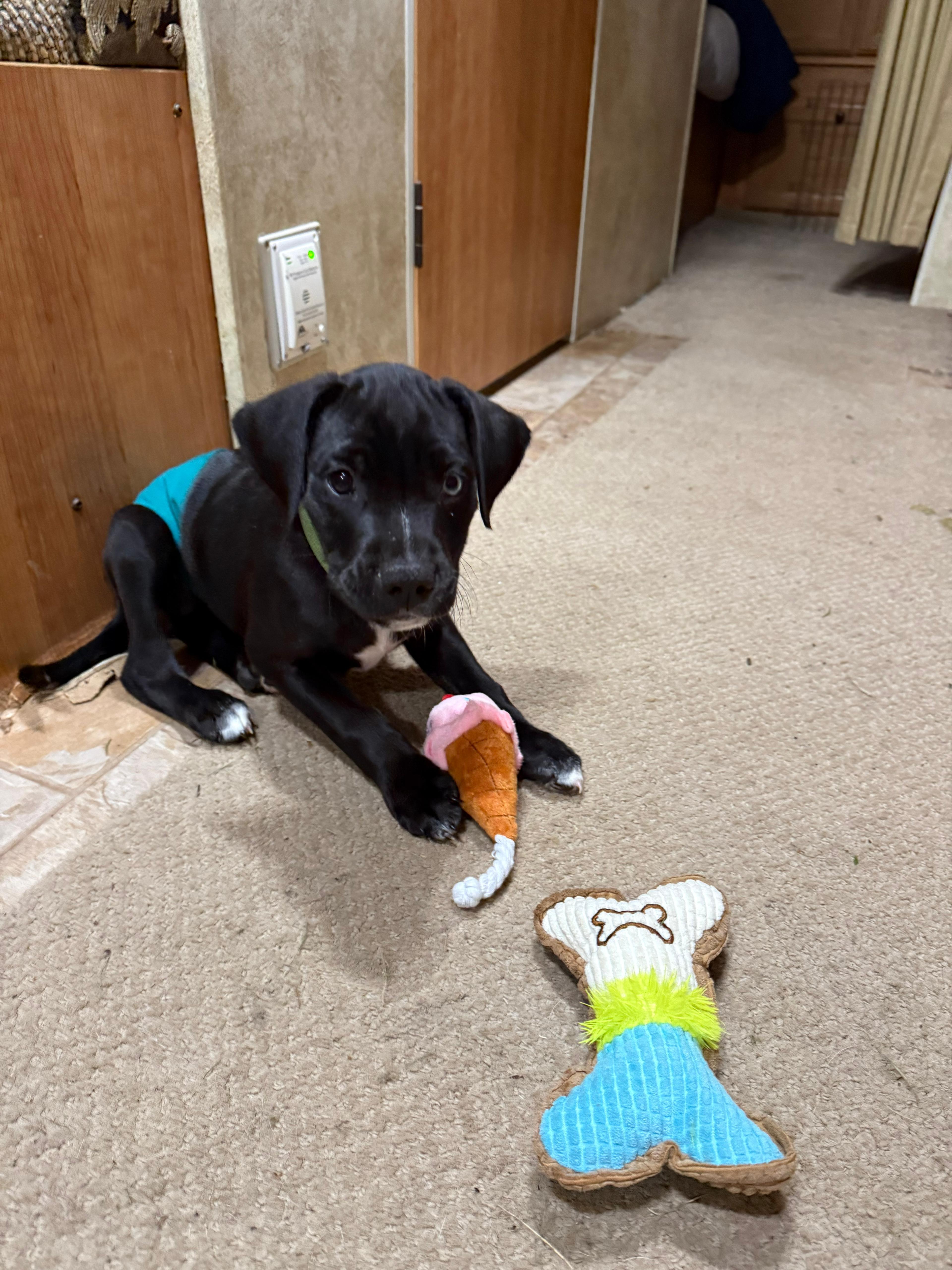 Cooper thumbnail 2