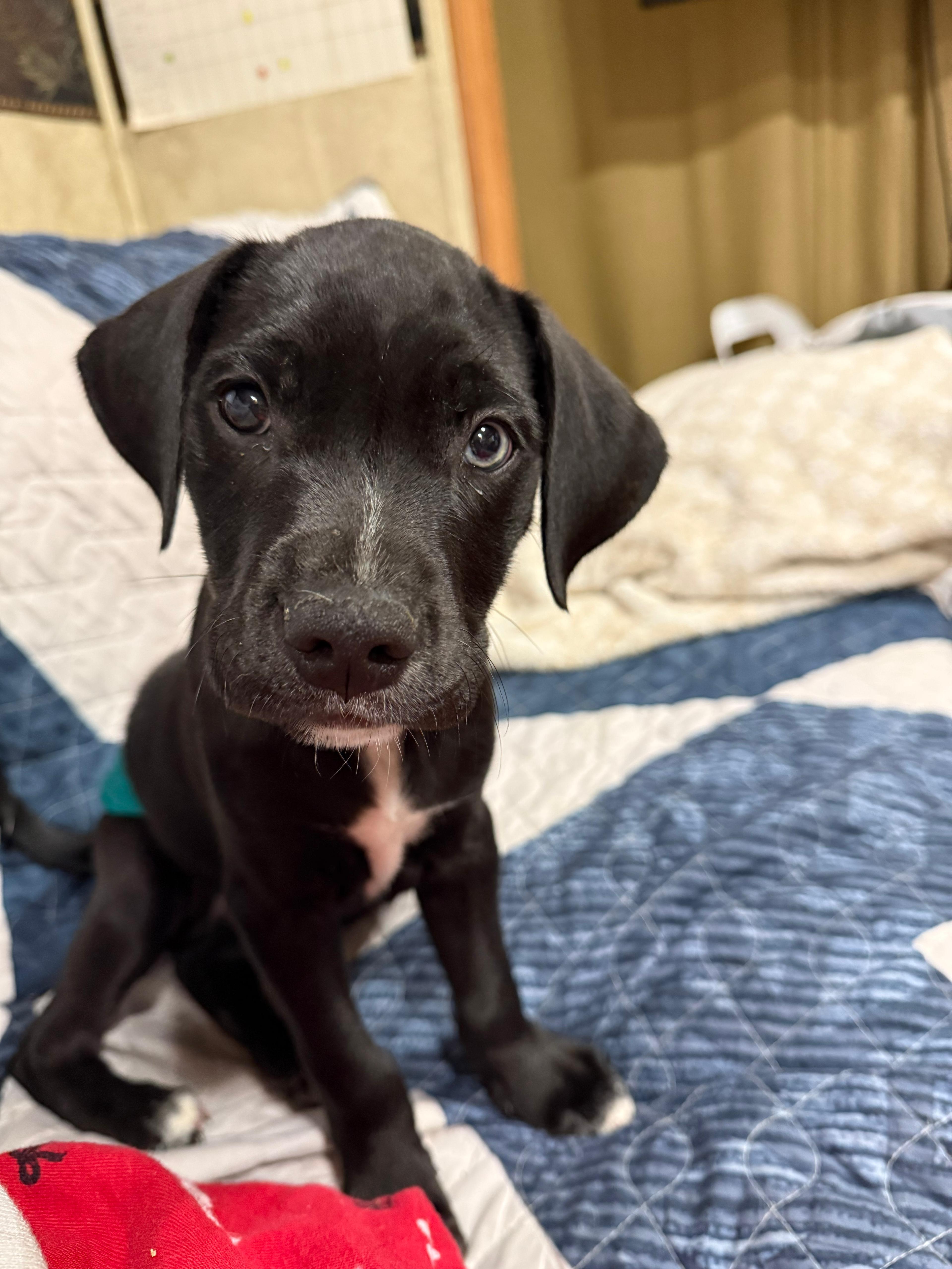 A baby medium-sized male Labrador Retriever dog named Cooper for adoption in Houston, TX