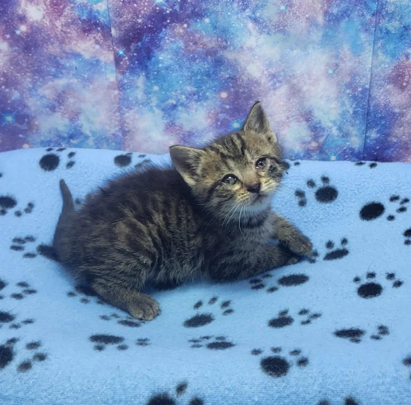 A baby small-sized female Domestic Short Hair cat named Oksana for adoption in Washington Court House, OH