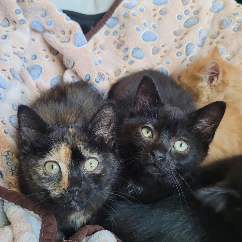 A baby small-sized female Tortoiseshell Domestic Short Hair cat named Echo for adoption in Indianapolis, IN
