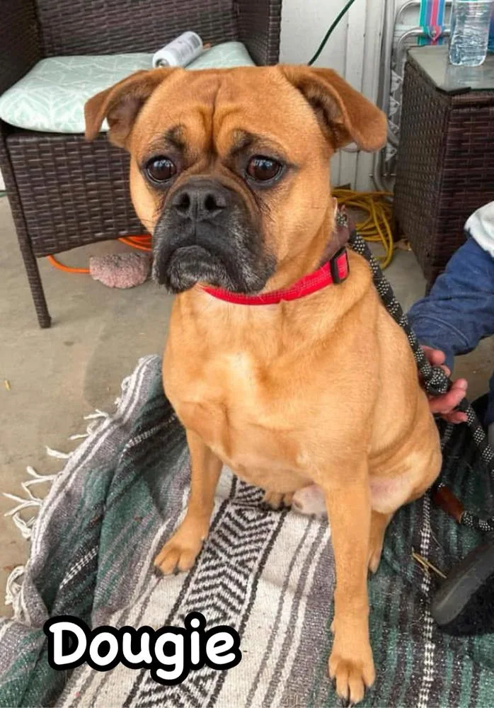 Dougie thumbnail 2
