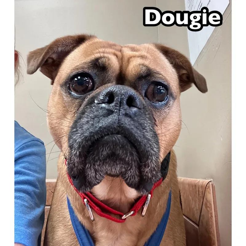 Dougie thumbnail 5