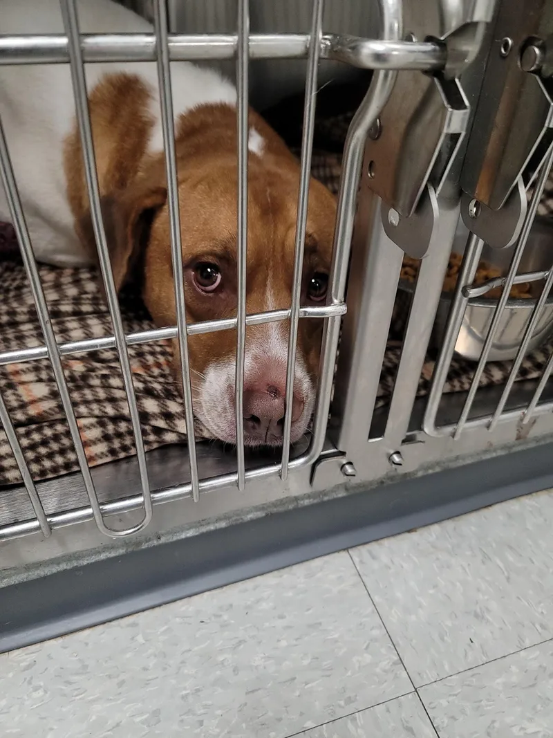 An adult medium-sized female Hound dog named Found for adoption in Liberty, MO