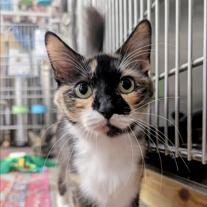 Calypso