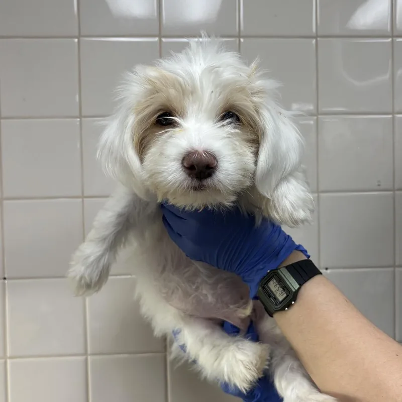 A baby small-sized male Dachshund dog named Hershey for adoption in Mission Hills, CA