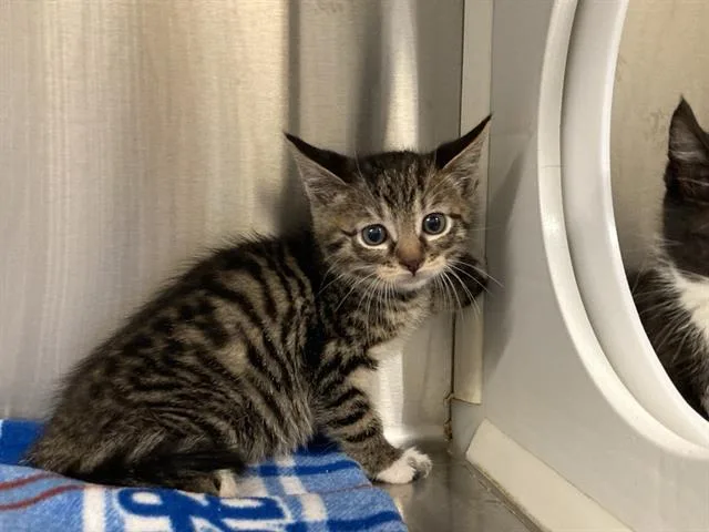 A baby small-sized male Domestic Short Hair cat named Meister for adoption in Tustin, CA