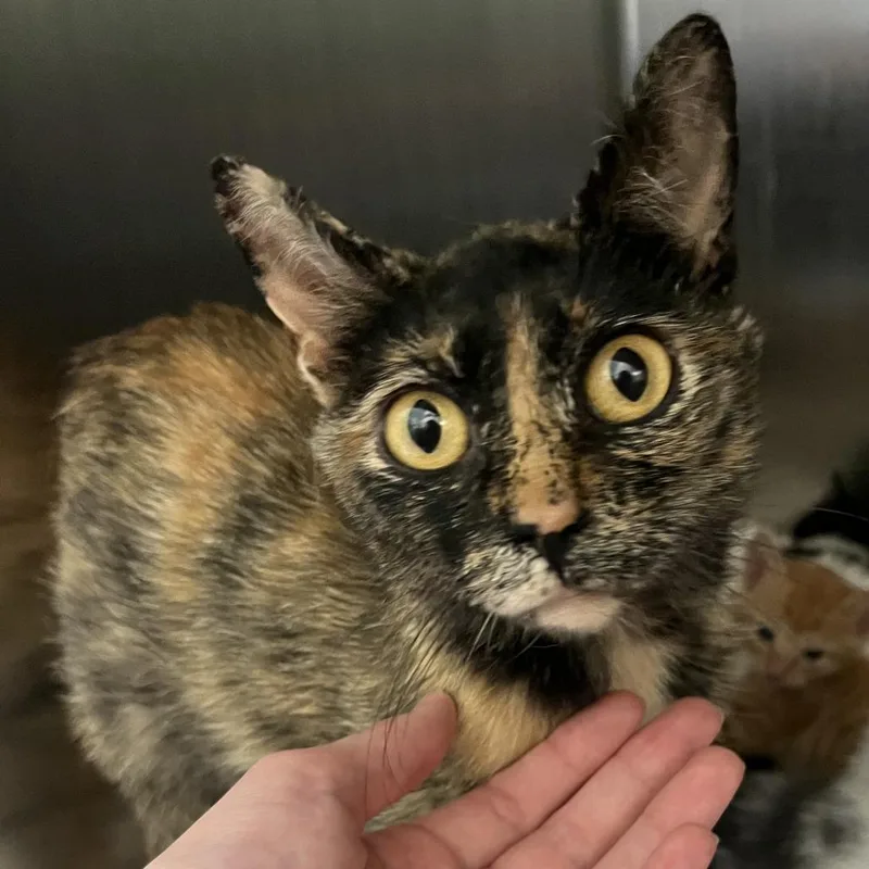 A young medium-sized female Tortoiseshell Domestic Short Hair cat named Mother Earth for adoption in Charlottesville, VA
