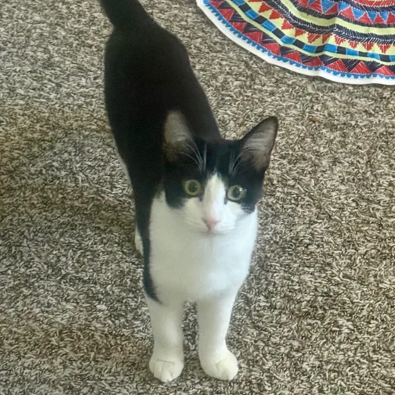 A young medium-sized male Black Domestic Short Hair cat named Domino for adoption in Las Vegas, NV