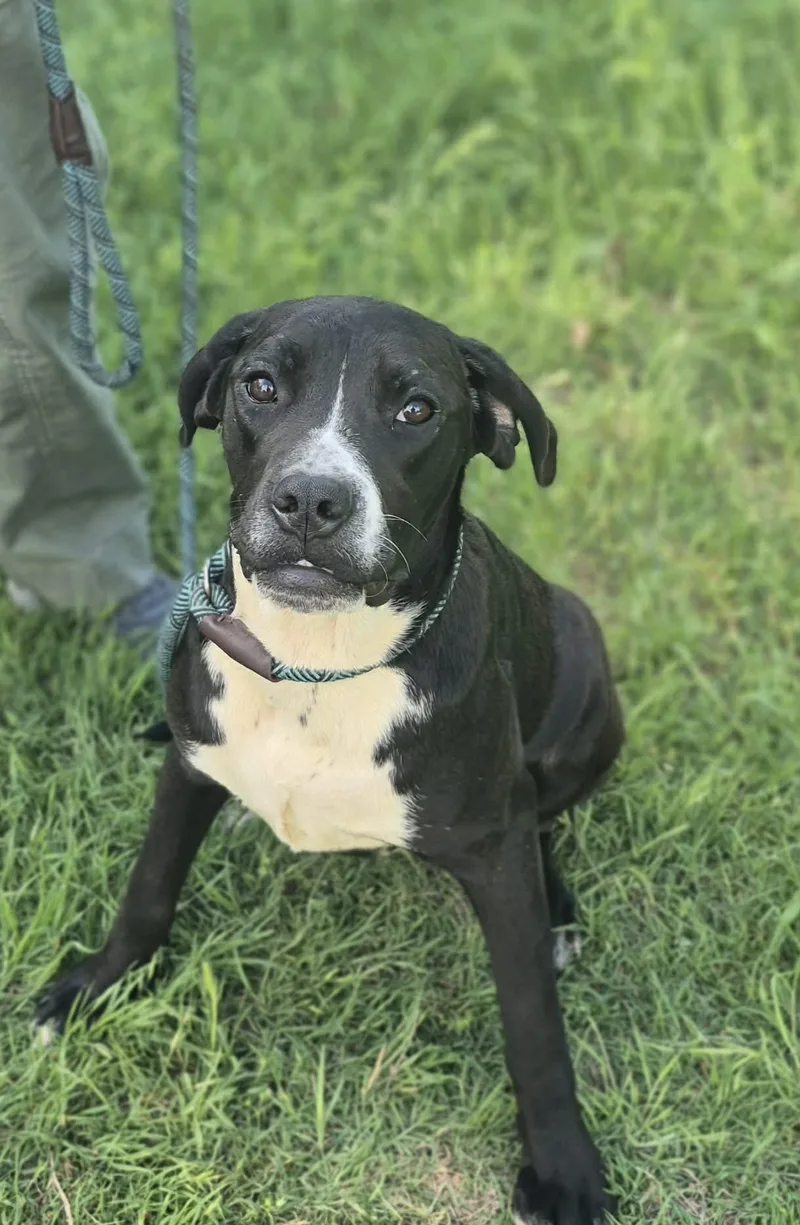 A baby large-sized female Cane Corso dog named Tiana for adoption in Media, PA
