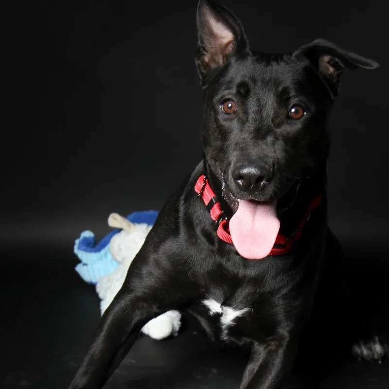 An adult medium-sized male Black Labrador Retriever dog named Peter for adoption in Magnolia, TX