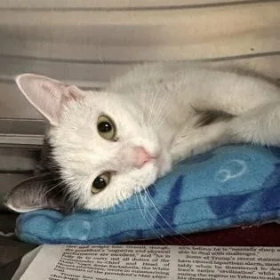 A young small-sized female Domestic Short Hair cat named Millie Bobbie Brown for adoption in Bridgewater, NJ