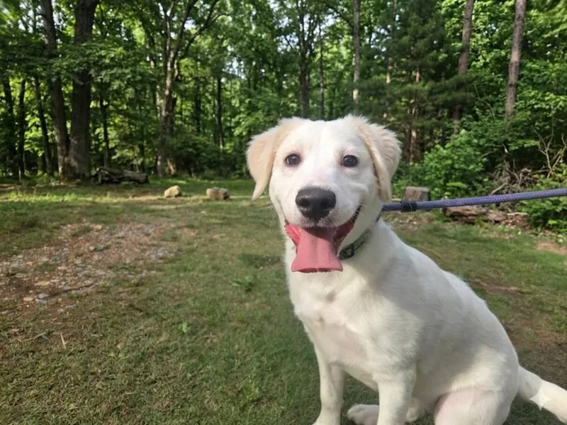 A baby medium-sized female Mixed Breed dog named Ivee for adoption in Fond Du Lac, WI