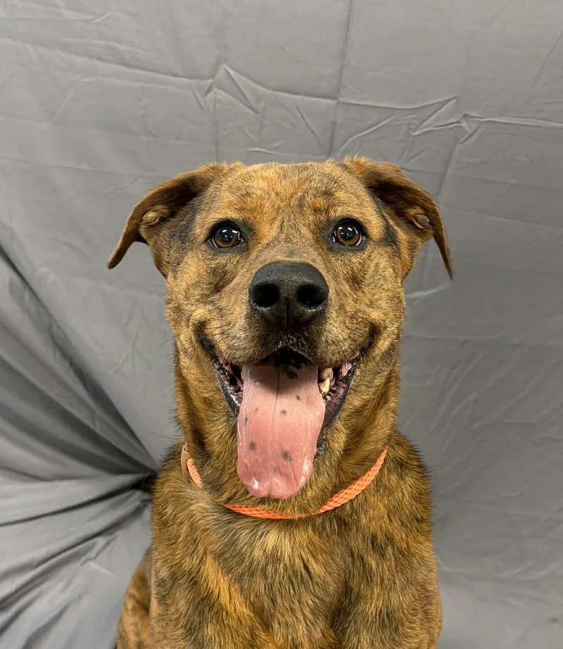 An adult medium-sized male Brindle Black Labrador Retriever dog named Russell for adoption in Shelbyville, KY