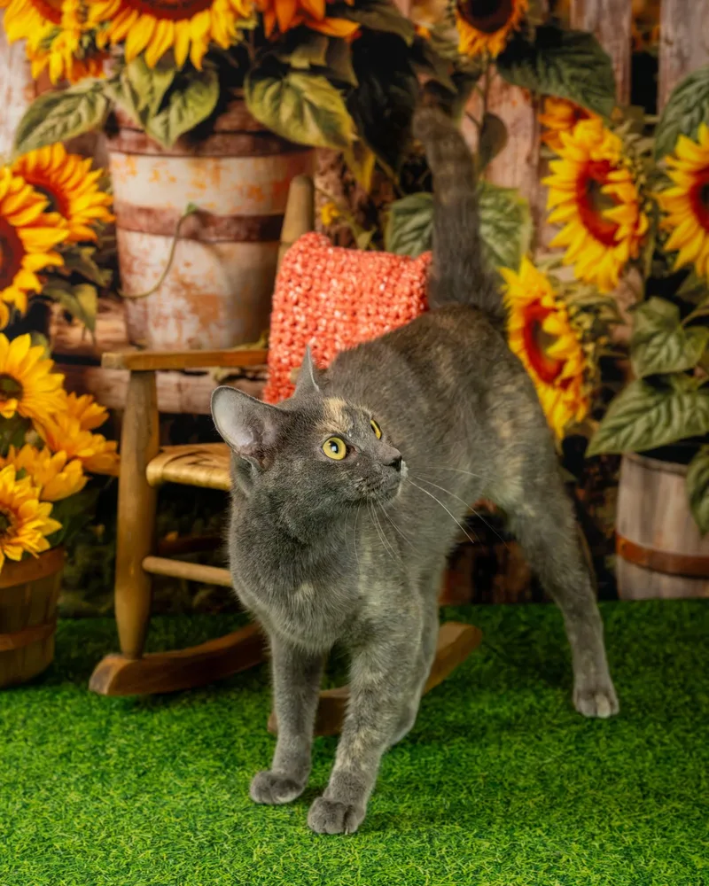 A young medium-sized female Dilute Calico Domestic Short Hair cat named Gina for adoption in Lapeer, MI
