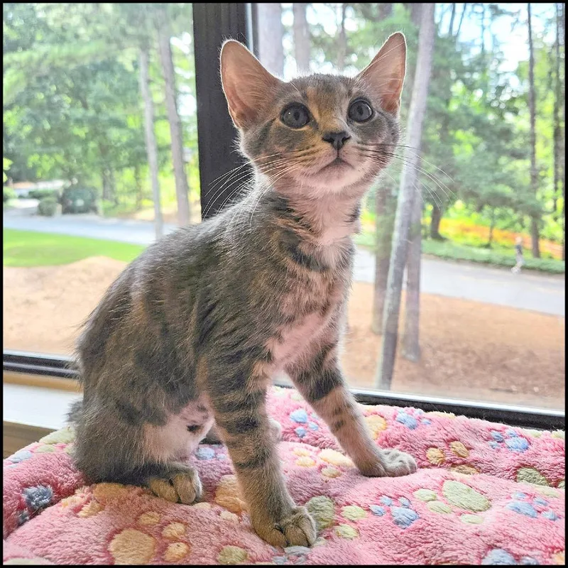 A baby small-sized female Gray / Blue / Silver Domestic Short Hair cat named Linty for adoption in Roswell, GA