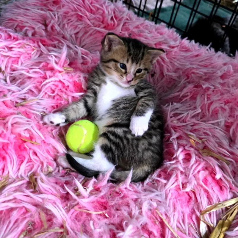 Nerys thumbnail 3