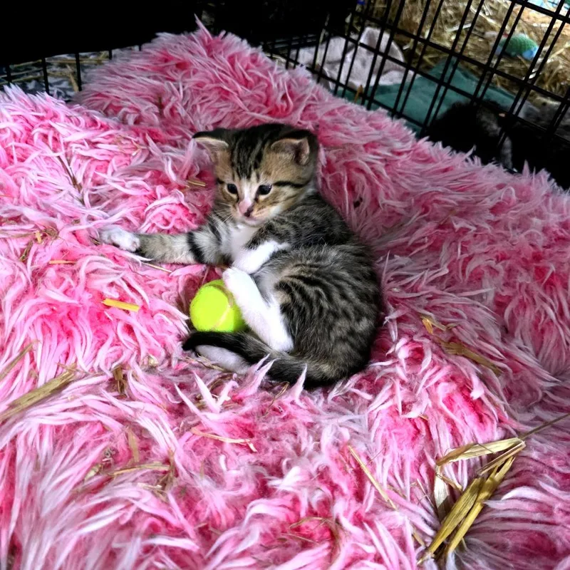 Nerys thumbnail 4