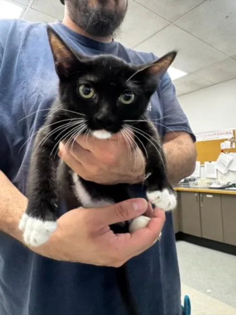 A baby small-sized male Domestic Short Hair cat named Gene for adoption in Van Nuys, CA
