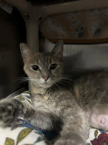An adult small-sized female Domestic Short Hair cat named Princess Frostine for adoption in Munster, IN