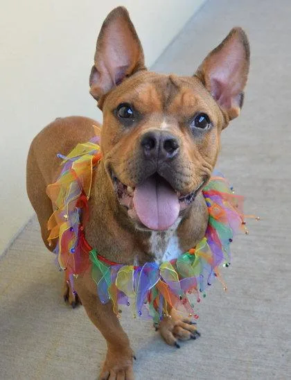An adult large-sized female Pit Bull Terrier dog named Samara for adoption in McKinney, TX