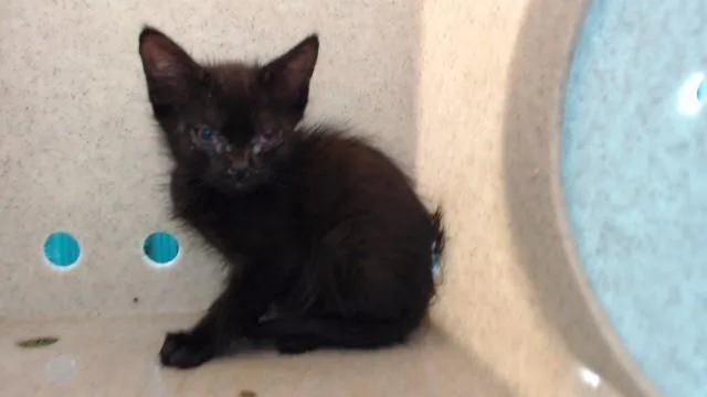 A baby medium-sized female Domestic Short Hair cat named Blair for adoption in Downey, CA