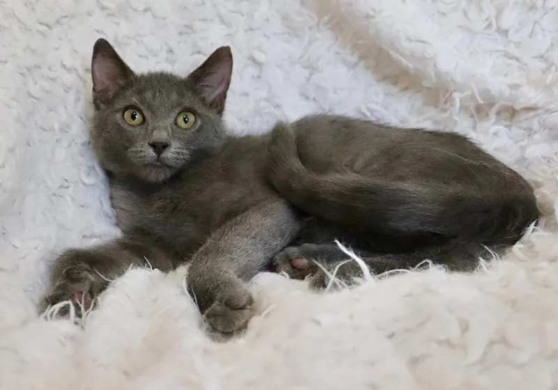 A baby large-sized male Gray / Blue / Silver Russian Blue cat named Kingsley for adoption in Saint Augustine, FL