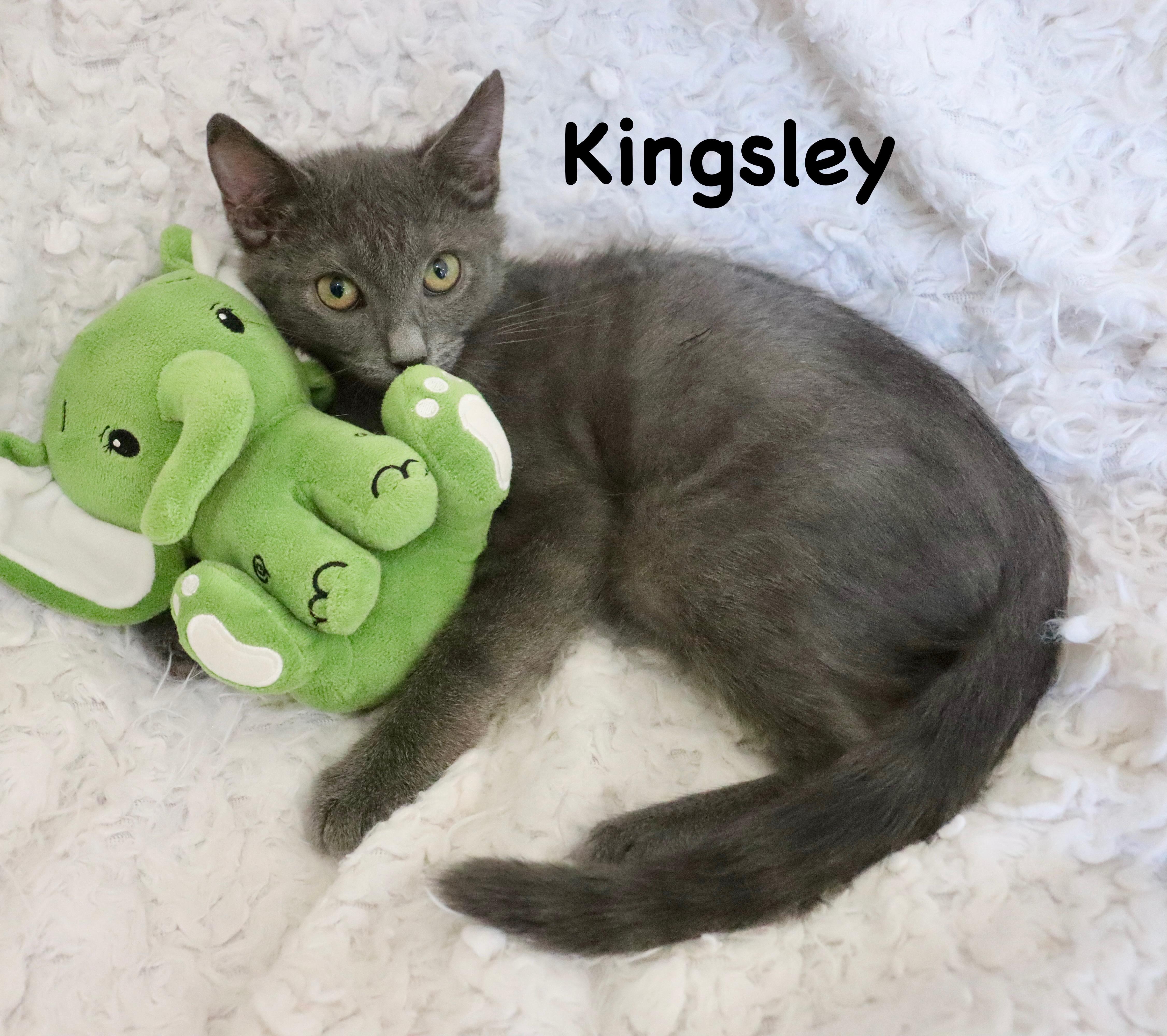 Kingsley thumbnail 2