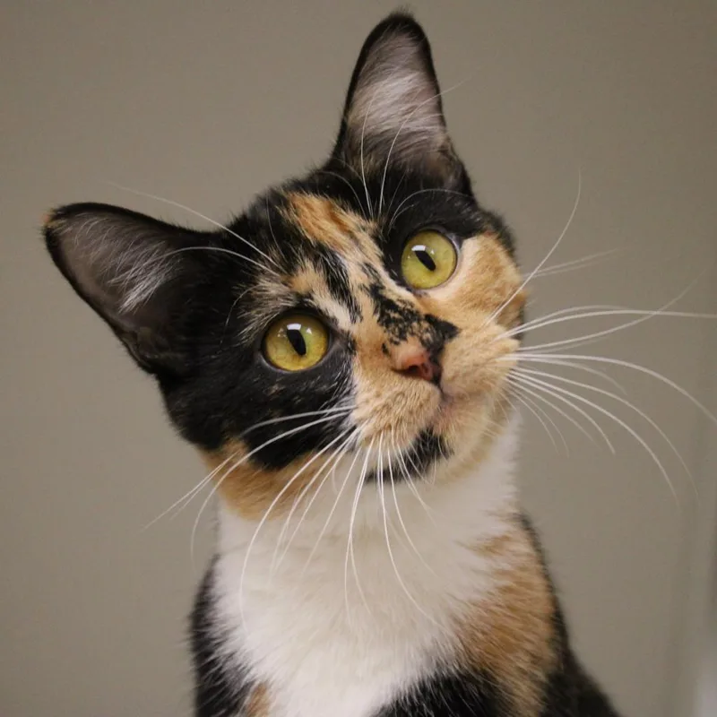 An adult medium-sized female Tortoiseshell Domestic Short Hair cat named Mitzie for adoption in Champaign, IL