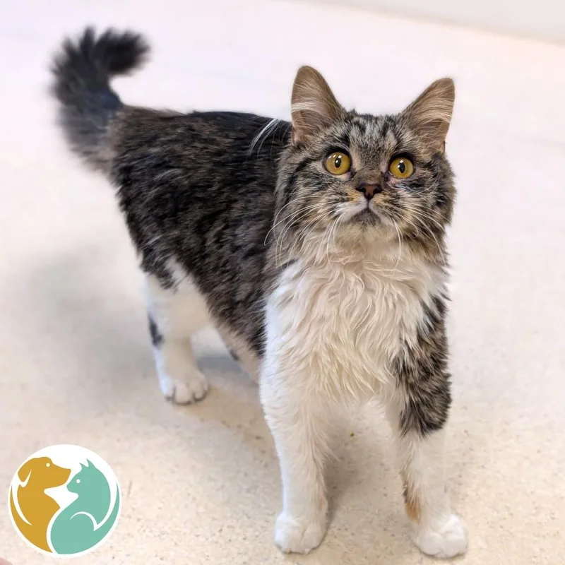 A young medium-sized female Brown / Chocolate Domestic Medium Hair cat named Shilo for adoption in Toledo, OH