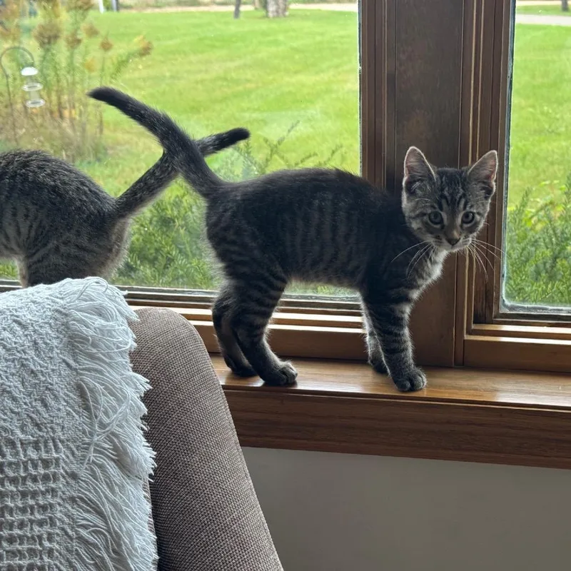 A baby small-sized male Brown / Chocolate Domestic Short Hair cat named Sphinx for adoption in Buffalo, MN