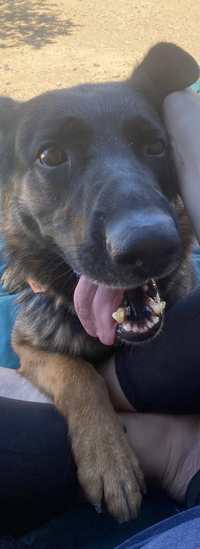 An adult medium-sized female Bicolor German Shepherd Dog dog named Natasha for adoption in Phoenix, AZ