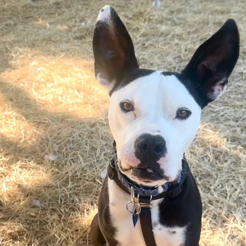 An adult medium-sized male Black Mixed Breed dog named Lil Blizzy for adoption in Houston, TX