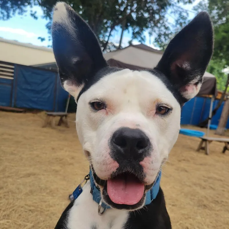 Lil Blizzy thumbnail 3