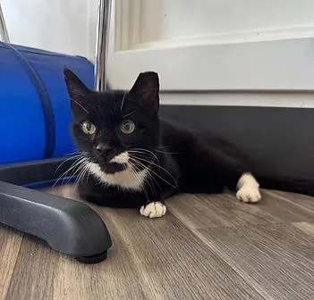 A senior medium-sized female Black & White / Tuxedo Domestic Short Hair cat named Socks for adoption in Leonardtown, MD