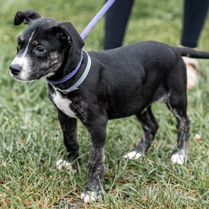 A baby small-sized male Black Pit Bull Terrier dog named Criss for adoption in Tomah, WI