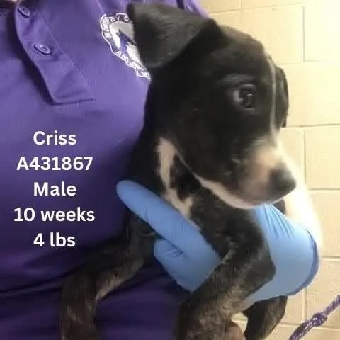 Criss thumbnail 2